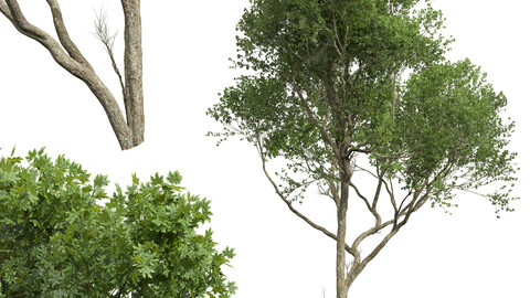 New Plant High detail Acer Pseudoplatanus02