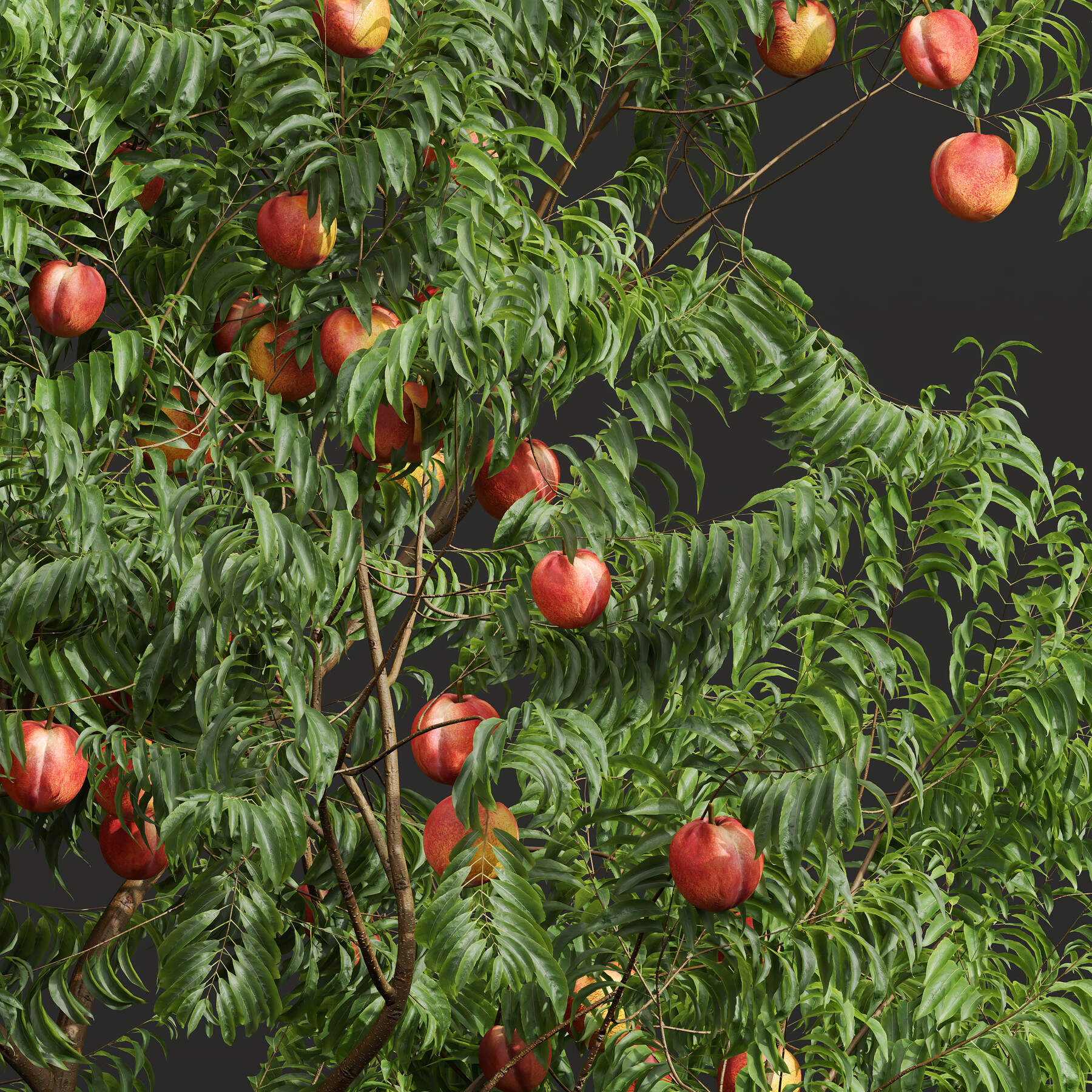 Amygdalus Persica