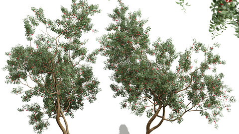 New Plant High detail Cerasus Pseudocerasus Cherry