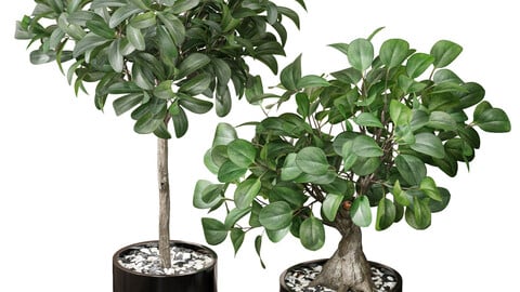 Ficus Sam Ficus Jim House Plant