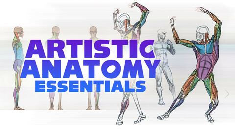 Artistic Anatomy Essentials