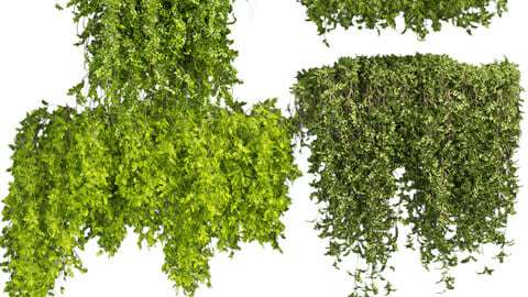 Collection plant vol 387 - bush - ivy - outdoor - fitowall - blender - 3dmax - cinema 4d