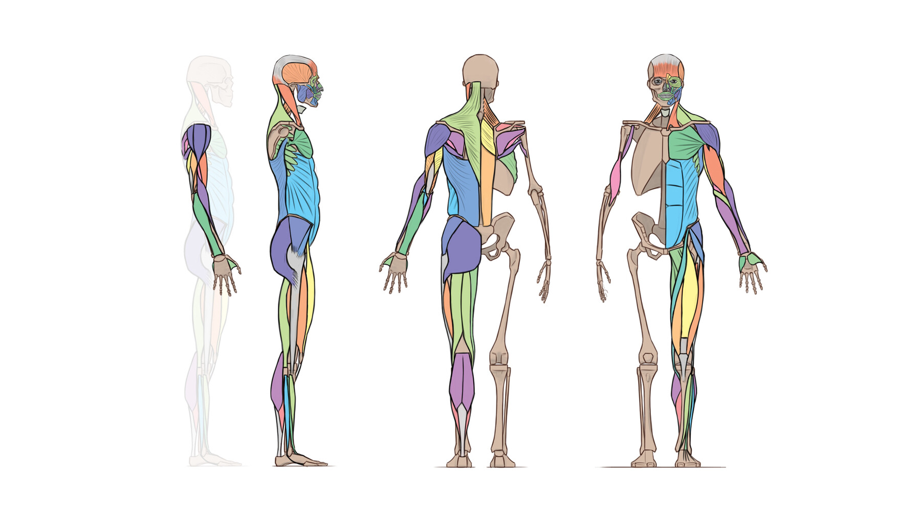 ArtStation Artistic Anatomy Essentials Tutorials