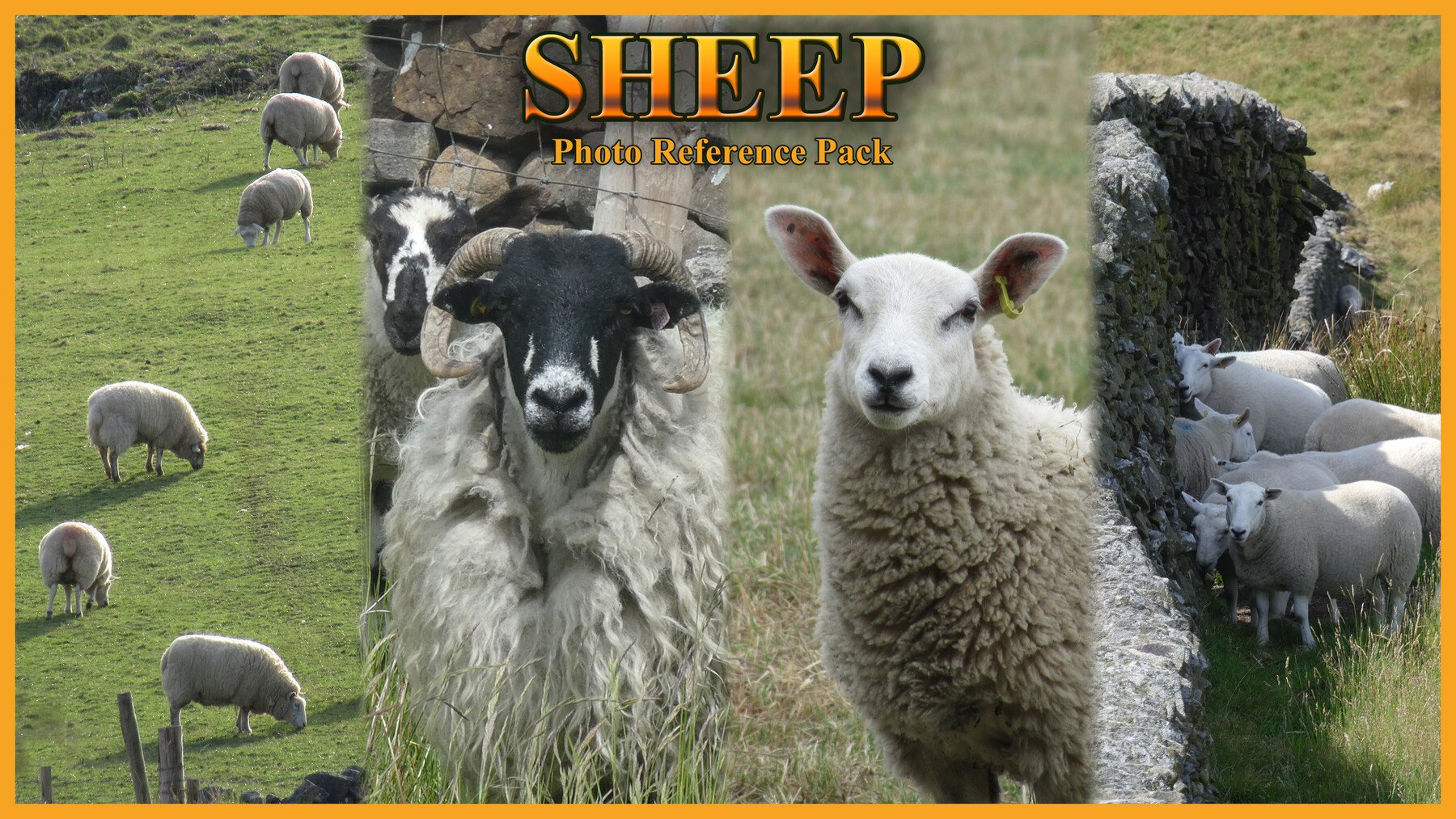 artstation-sheep-photo-reference-pack-resources