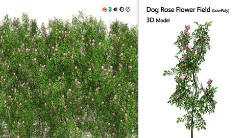 Dog Rose Flower Field