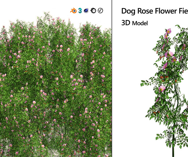 Artstation Dog Rose Flower Field Game Assets