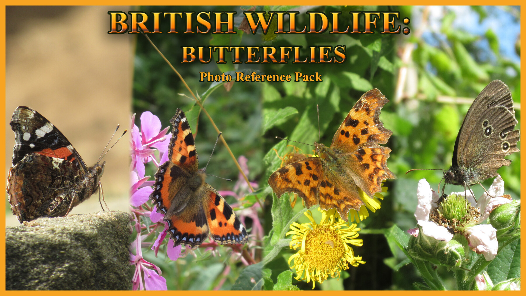 ArtStation British Butterflies Photo Reference Pack Resources
