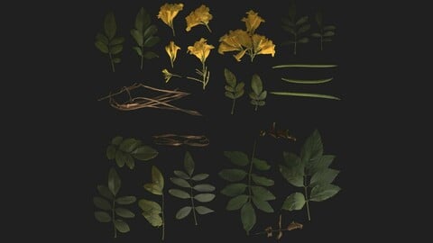 Yellow Elder Leaves