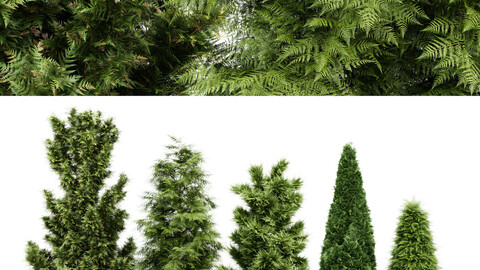 5 Different tree - Leyland cypress - Slender Hinoki - Rocky Mountain - green coniferous - Cupressocyparis