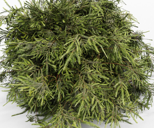 ArtStation - Different Bush-Golden Globe-Dwarf Thuja-Spruce | Resources