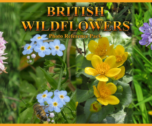 ArtStation British Wildflowers Photo Reference Pack Resources