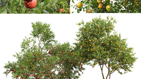 Citrus Sinensis Orange Arancio and Punica Granatum Pomegranate