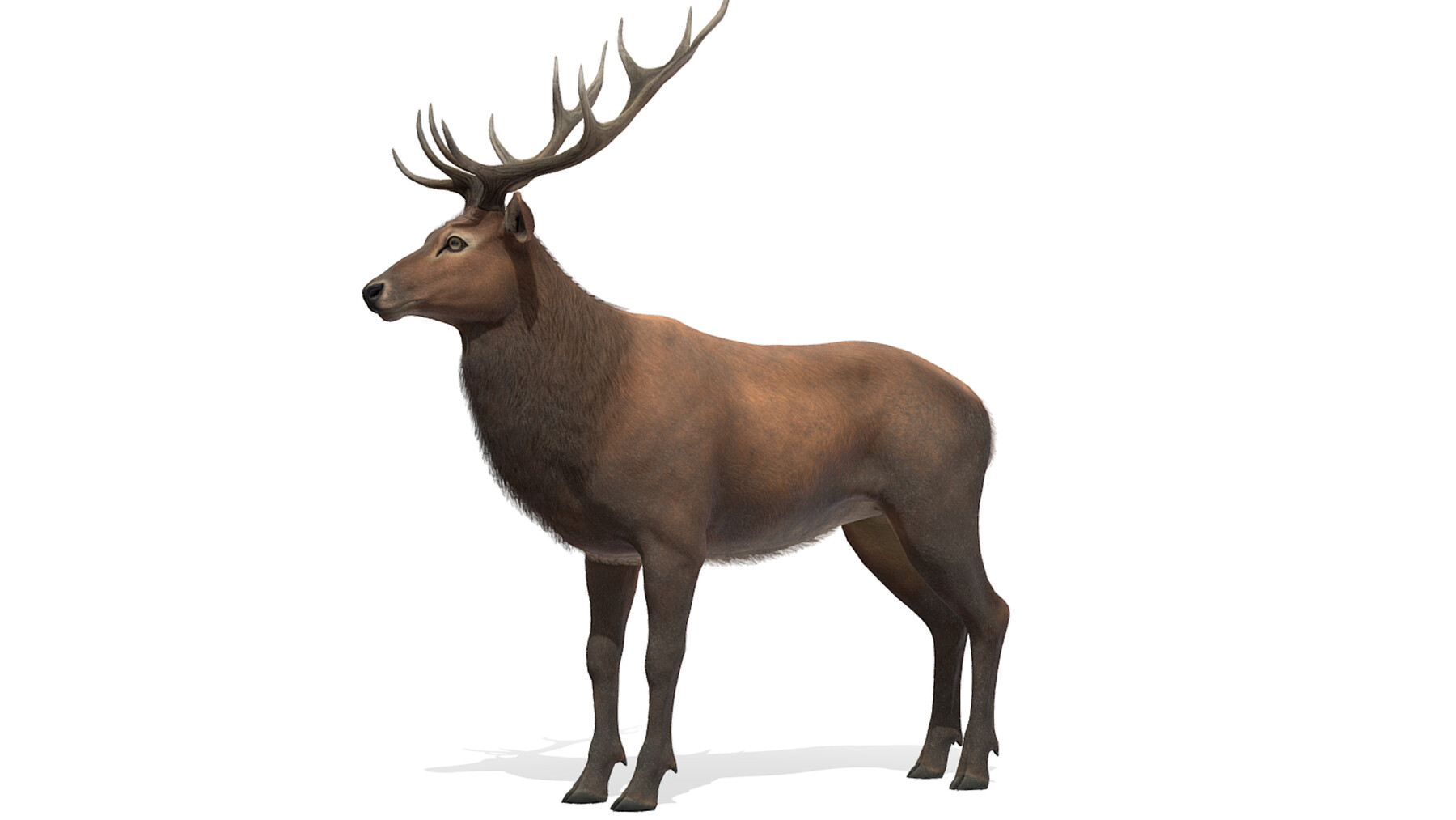 ArtStation - Red Deer stag | Game Assets