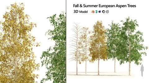 Yellow fall and summer European Aspen Trees