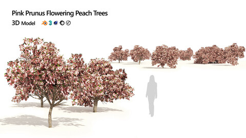 Pink Prunus Flowering Peach Trees