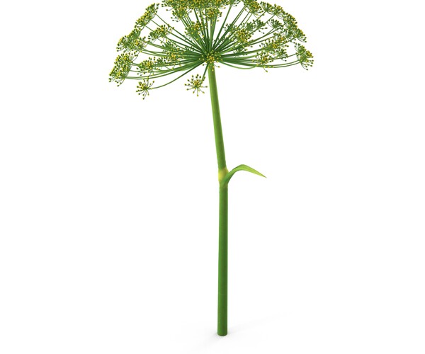 ArtStation Dill flower Resources