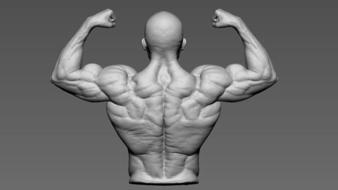 Back Anatomy - Bodybuilder (Zbrush .Ztool)