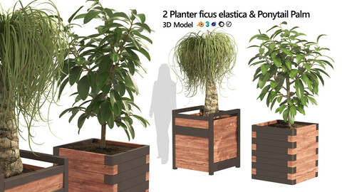 Rubber fig and ponytail palm planters
