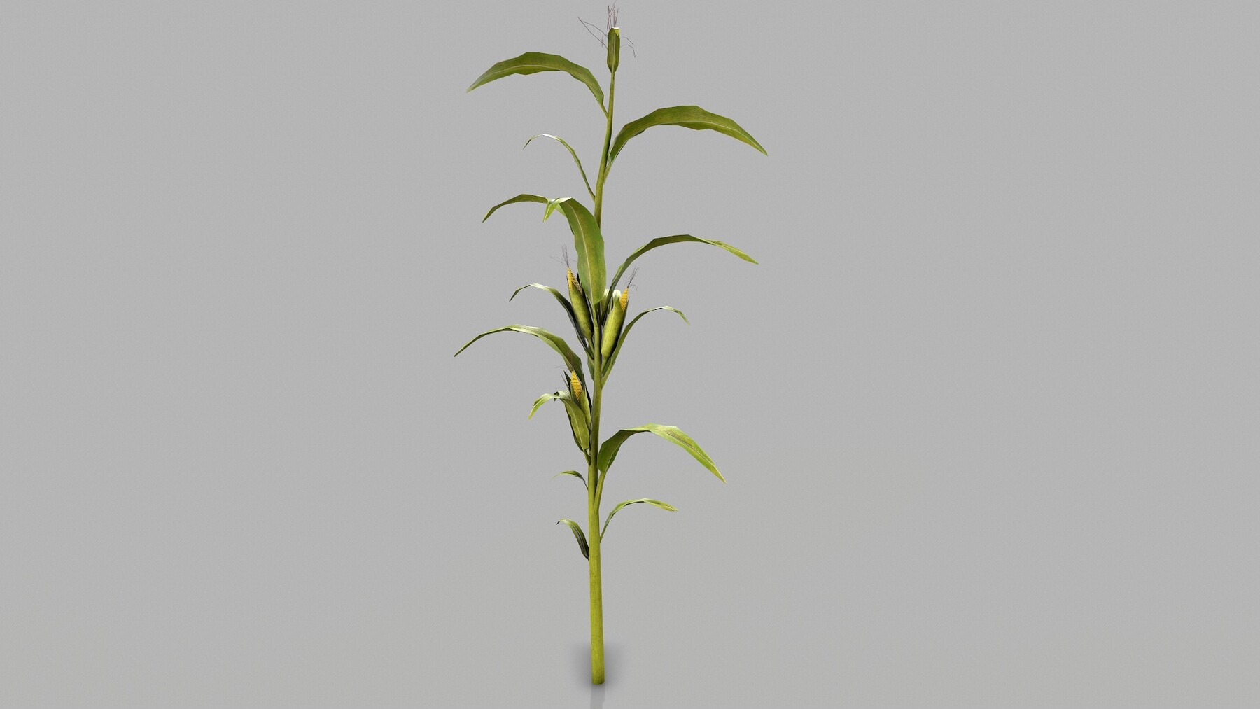 ArtStation - Vegetable Plant Collection | Game Assets