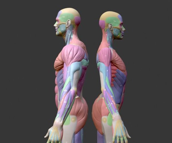 ArtStation - Écorché Musclenames Female & Male Anatomy | Resources