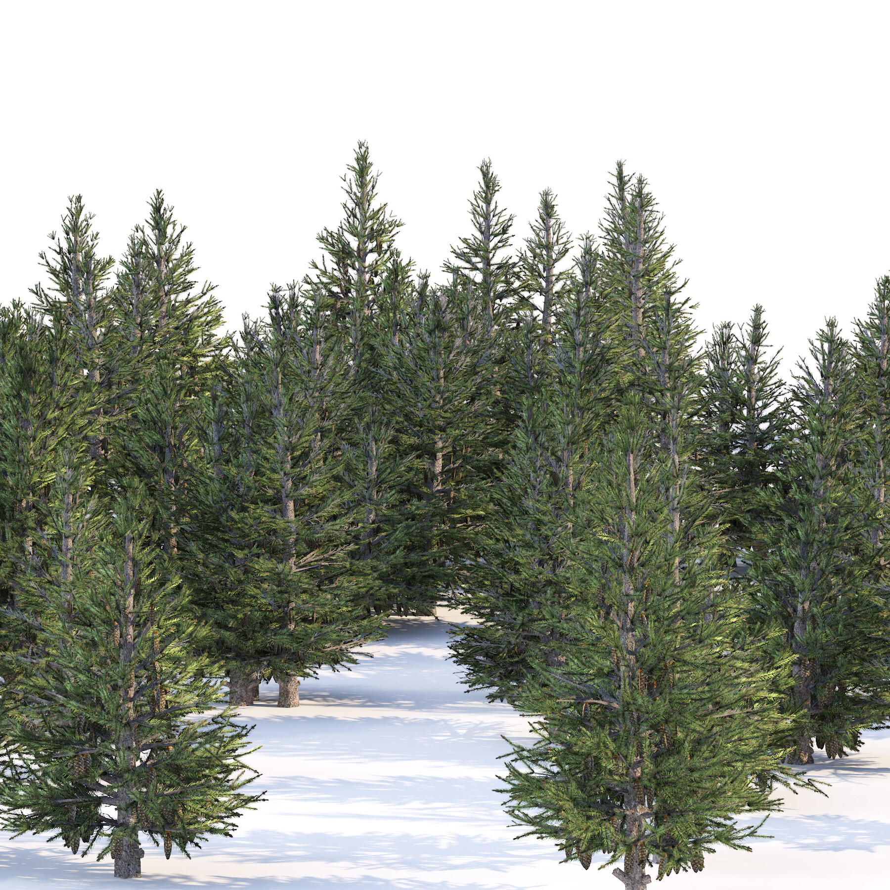 Artstation Norway Spruce Forest Trees Resources 6174