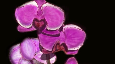 Orchid, Digital Art