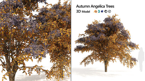 2 Autumn Japanese angelica trees