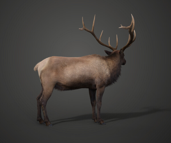 ArtStation - Male Elk Animated | VFX Grace | Game Assets