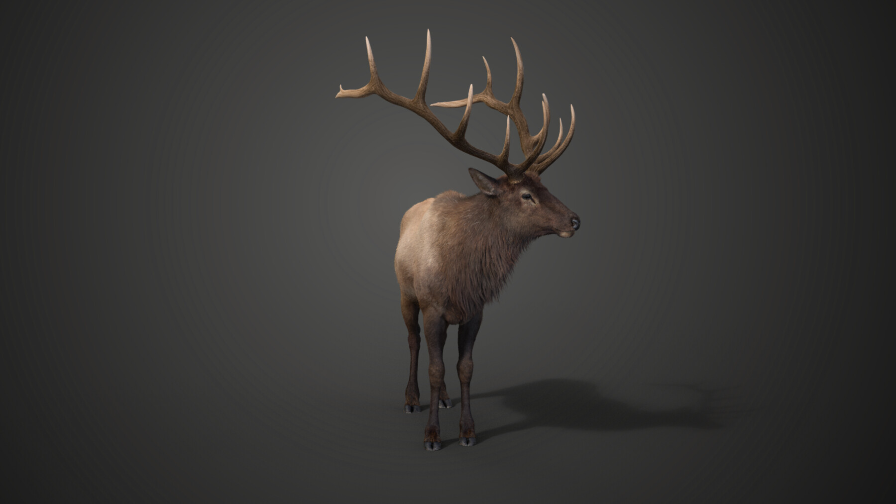 ArtStation - Male Elk Animated | VFX Grace | Game Assets