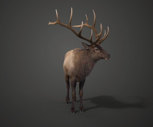 ArtStation - Male Elk Animated | VFX Grace | Game Assets