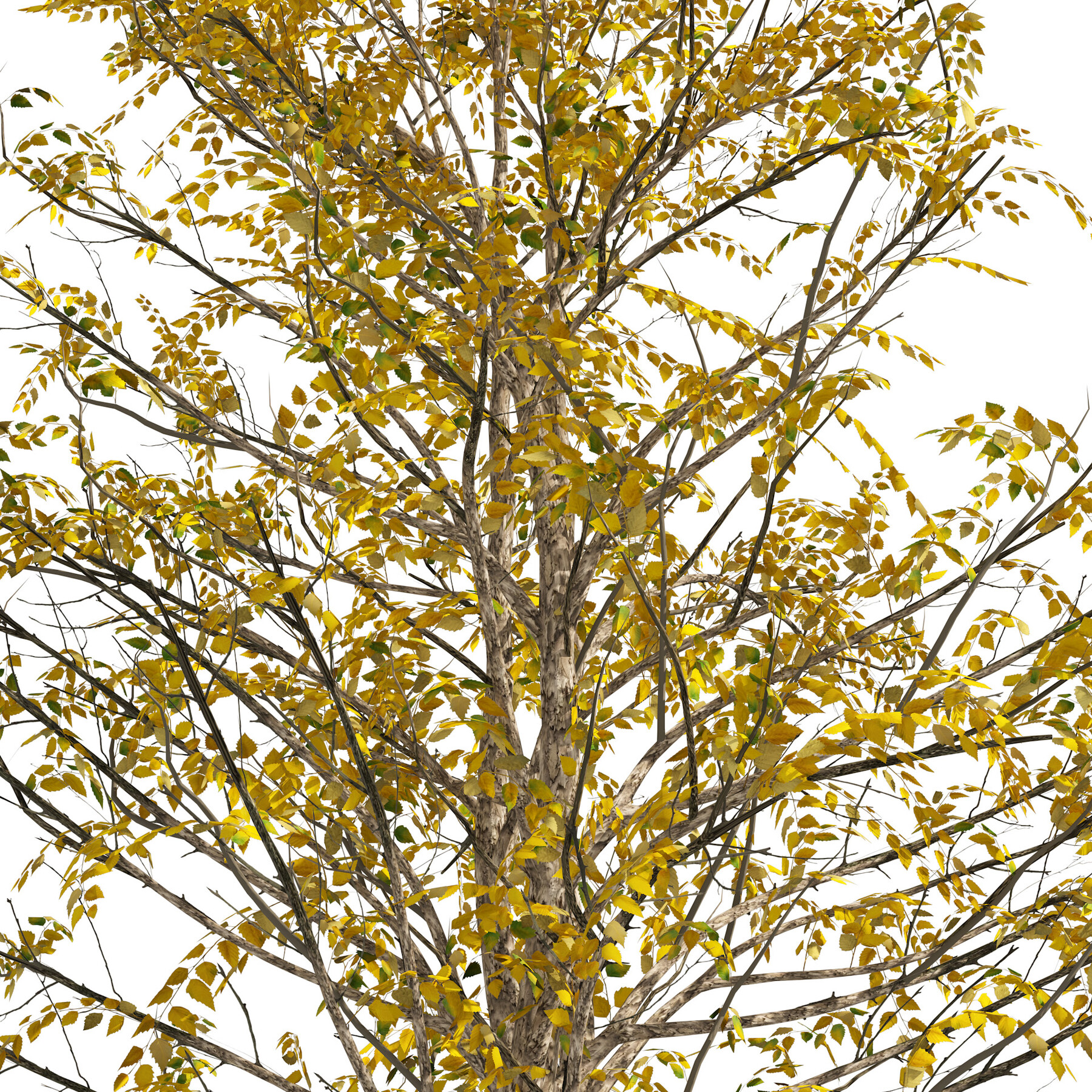 ArtStation Fall Water birch Trees Resources