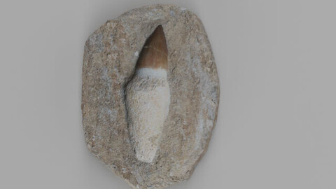 Mosasaur Tooth Fossil Scan