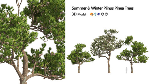 Winter & Summer Pinus Pinea Trees