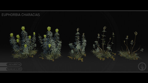 Set of Plants - Mediterranean Spurge (Euphorbia Characias) | 5 Plants - Blender - Unreal Engine - FBX |