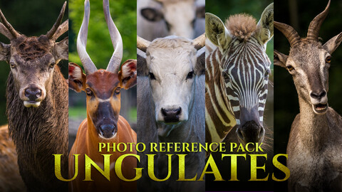 Ungulates Photo Reference Pack For Artists 417 JPEGs