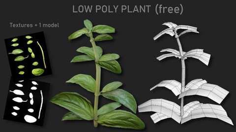 Low poly plant (basil)