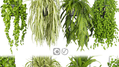 Collection plant vol 404 - pothos - hanging - ampelous - ivy - blender - 3dmax - cinema 4d