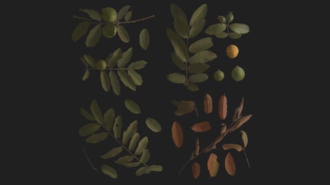 Common Guava Leaves