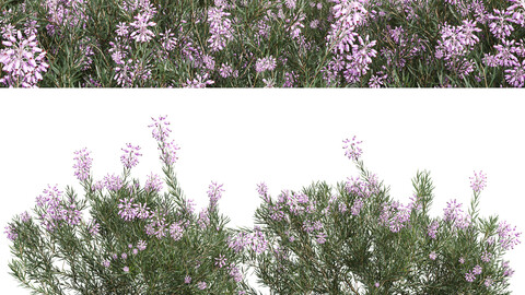 New Plant Wild Erica Multiflora Bruyere Fiche