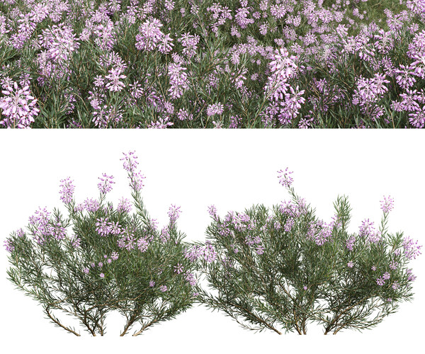 ArtStation - New Plant Wild Erica Multiflora Bruyere Fiche | Resources