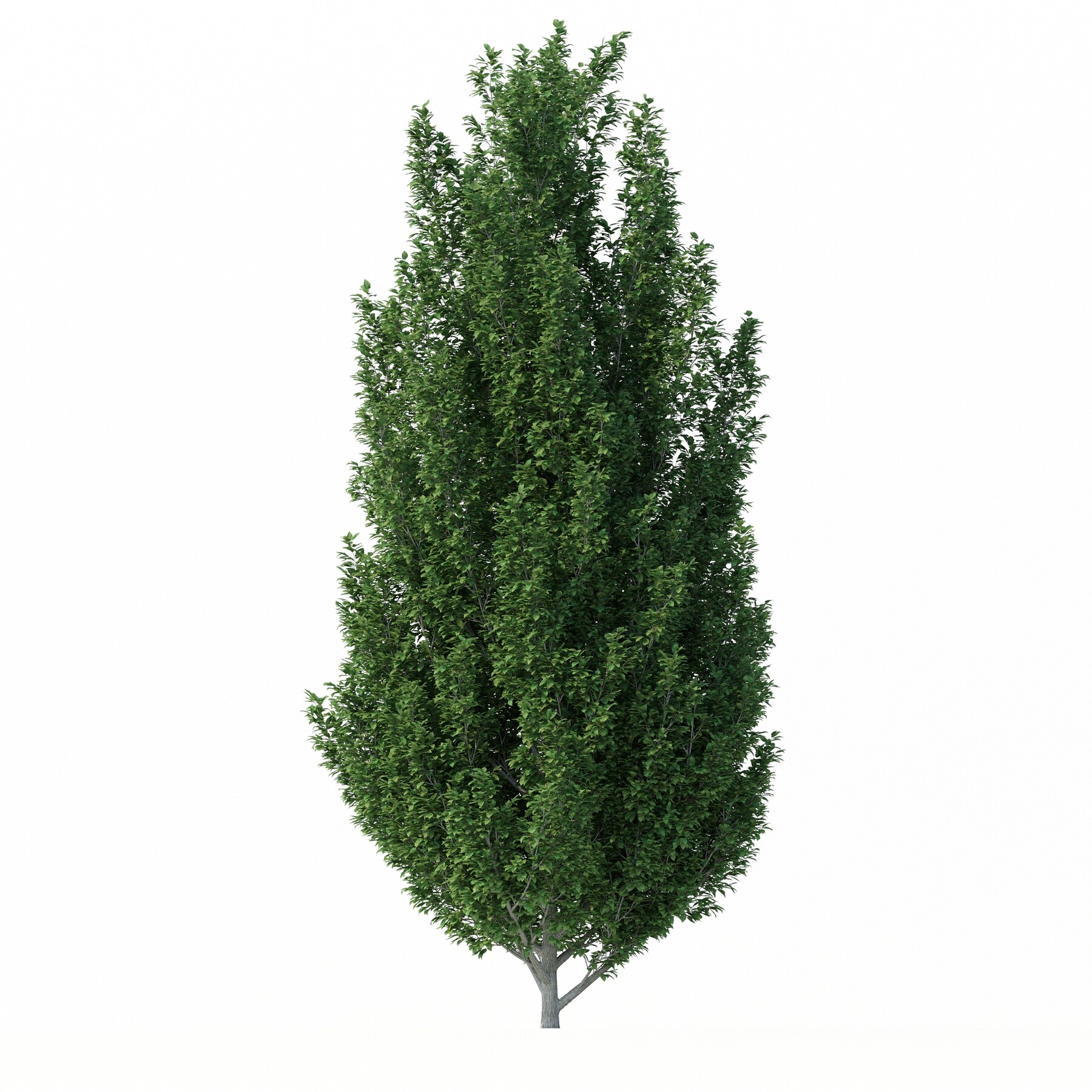 ArtStation - Tree-Carpinus Betulus No 1 | Resources