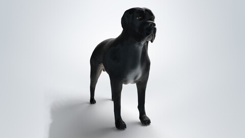 3D Cane Corso / Italian Mastiff Dog