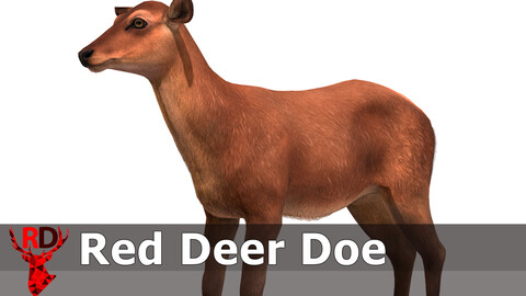 Red Deer Doe