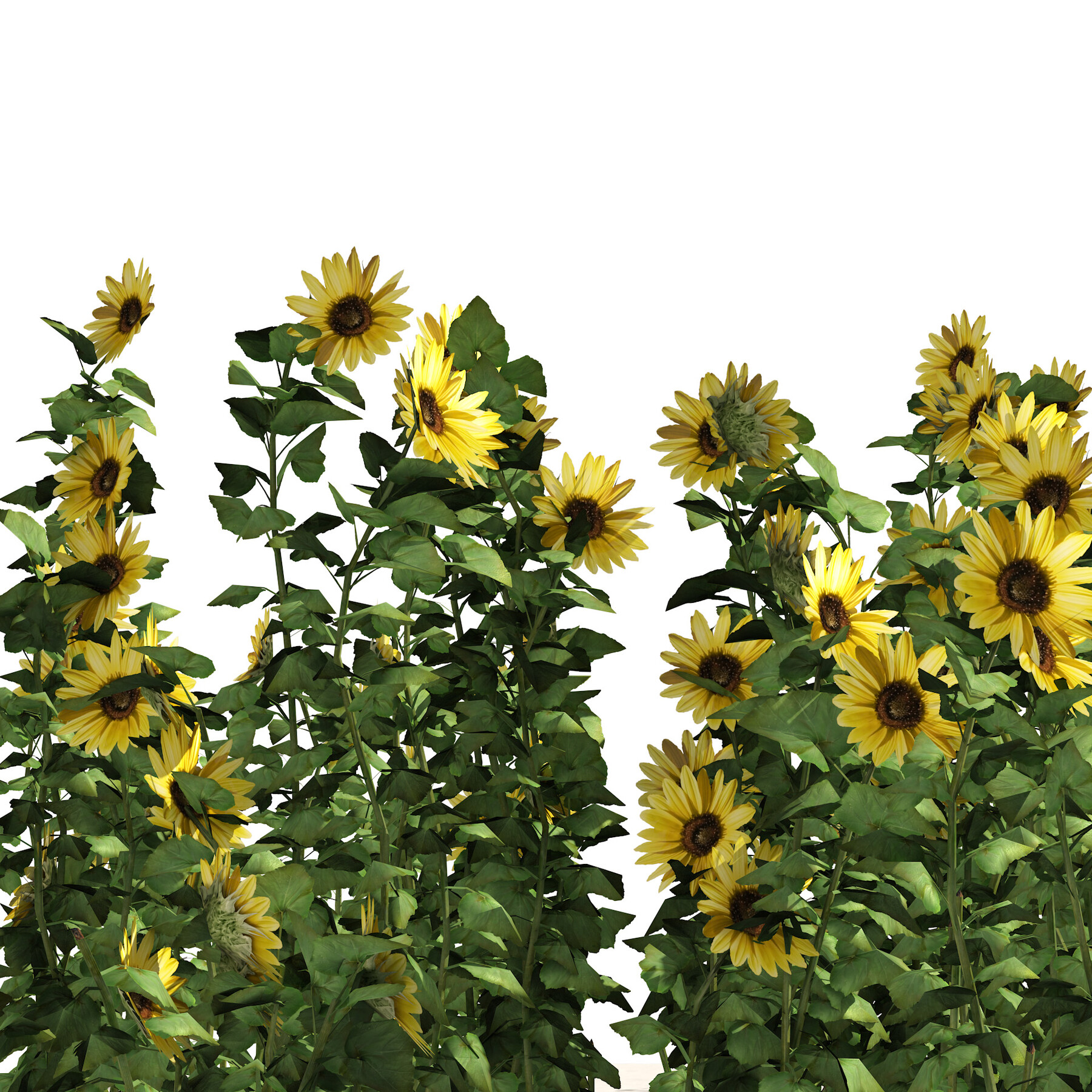 sunflower plants vs c4d free