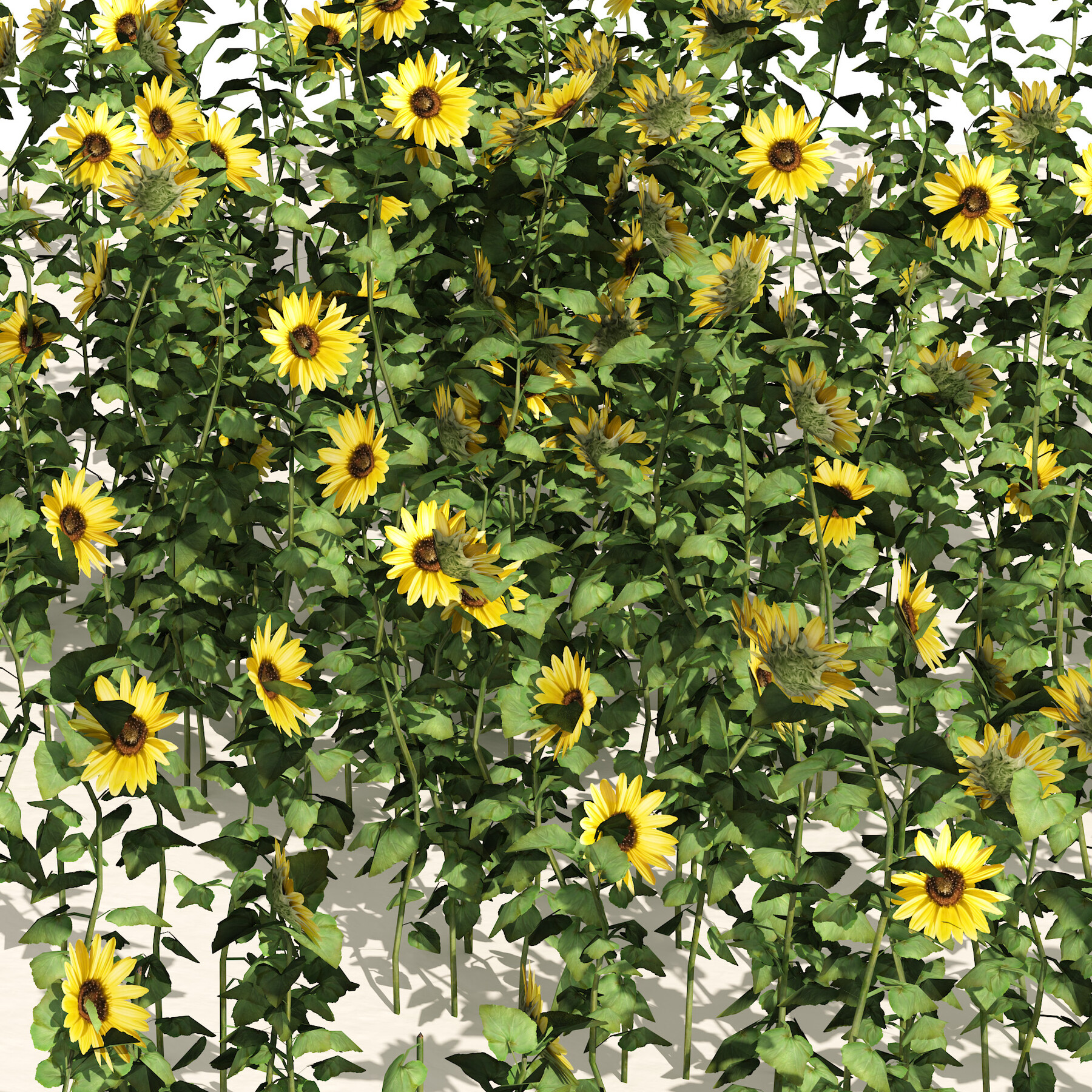 ArtStation - sunflower field | Resources