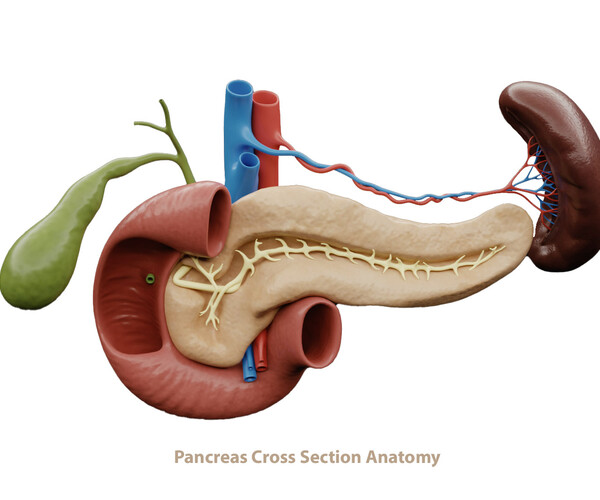ArtStation - Pancreas Cross Section Anatomy | Resources