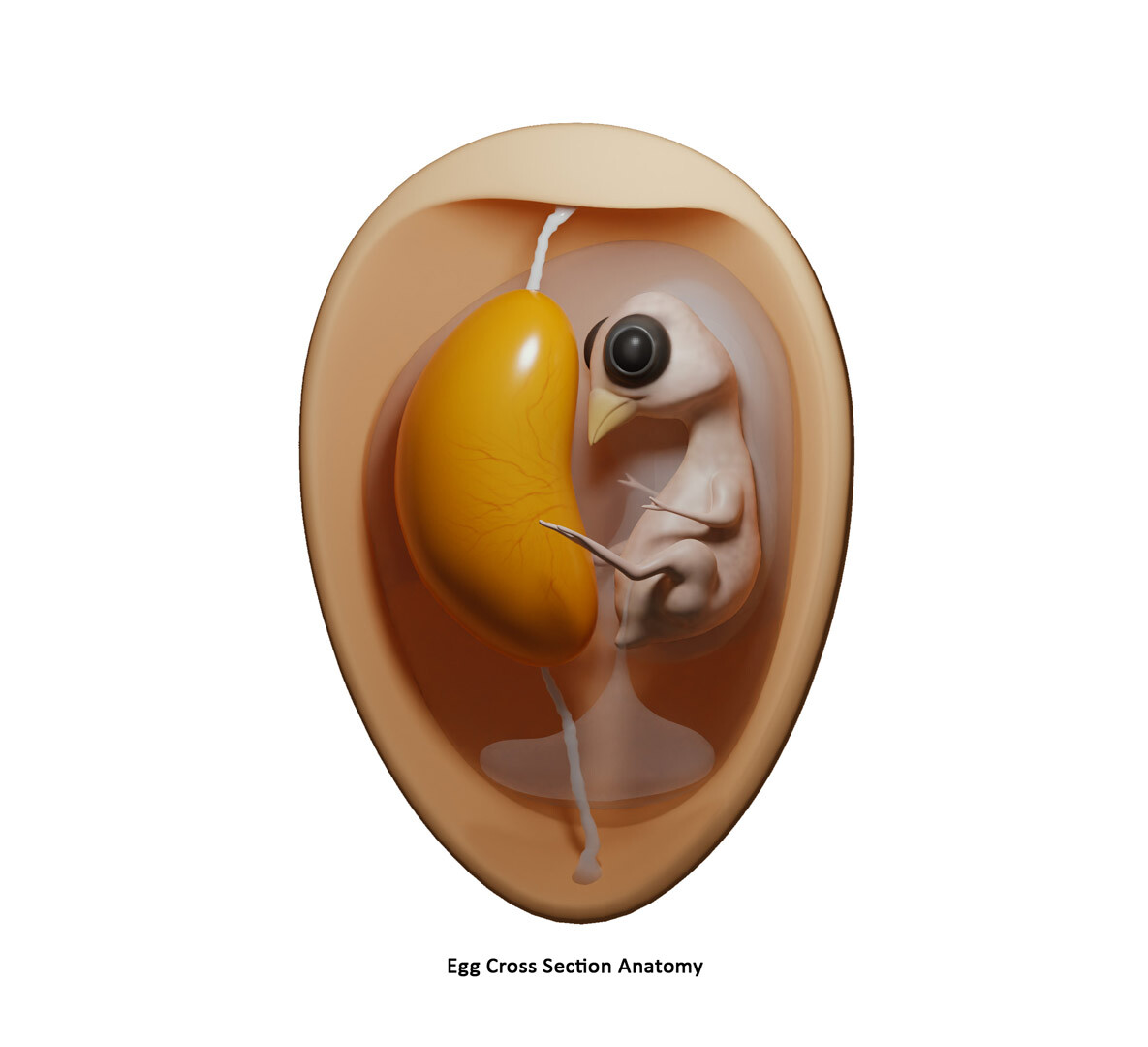 ArtStation Egg Cross Section Embryo Anatomy Resources