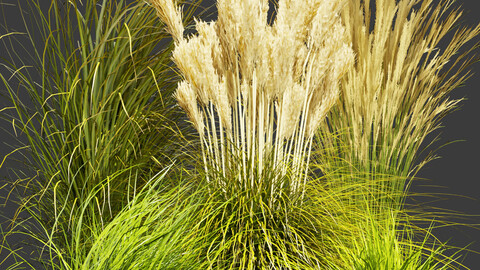 Collection plant vol 408 - grass - outdoor Switchgrass - Northwind - blender - 3dmax - cinema 4d