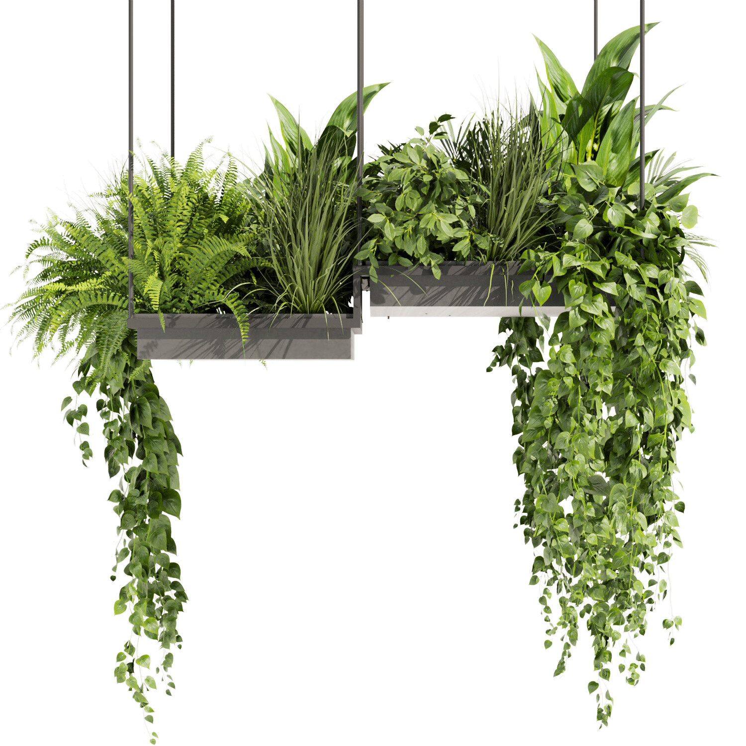 ArtStation - Collection plant vol 411 - pothos - hanging - ampelous ...