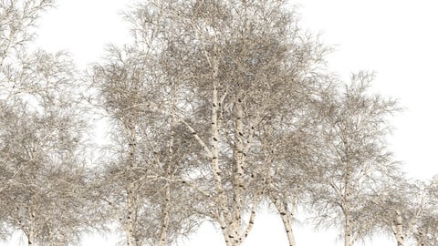 Winter white birch tree forest